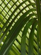 Palm Patterns - Dawn Zandstra