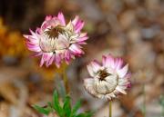 Paper Daisies - Margaret Frankish