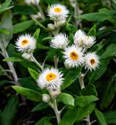 Paper daisy - Guy Machan