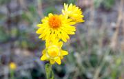 Paper Daisies - Robyn Miller