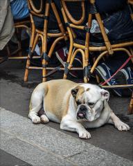 Paris-Coffee-Companion - Janice Gursanscky