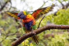 Parrot Fashion - Peter Butterworth