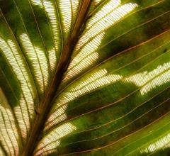 Peacock Plant - Dawn Zandstra