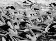 Pelican Patterns - Judy Watman