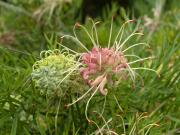Perfect grevillea - Maureen Rogers