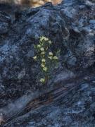 Phebalium in the rocks at Muogamarra - Heather Miles