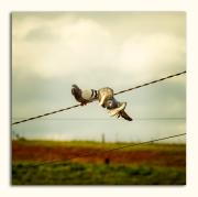 Pigeons-Watch_Out - Janice Gursanscky