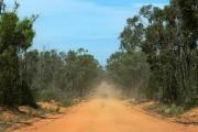 Pilliga Forest - Jan Glover