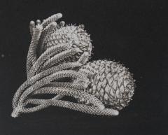 Pine Cone 2 - Beryl Jenkins