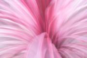 Pink-confection - ... ...