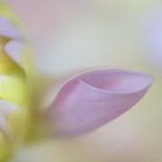 Pink-curve - ... ...