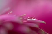 Pink-droplets - ... ...
