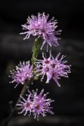 Pink Flower - Margaret Frankish