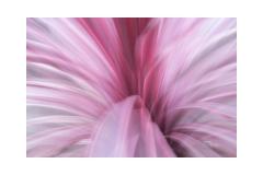 Pink swirl - Maureen Rogers