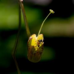 Pitcher perfect - Strat Mairs