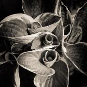 Plant Geometry - Fran Brew