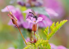 Pollen-seeing fly - Maria Mazo