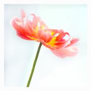 Poppy - Maria Mazo