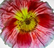 Poppy 1 - Guy Machan