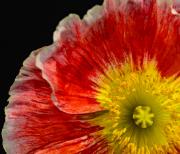 Poppy 3 - Guy Machan