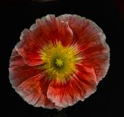Poppy 4 - Guy Machan
