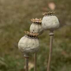 Poppy Pods - Jennifer Gordon