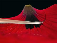 Poppy petal in water bowl - Heather Miles