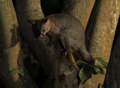 Possum - Tim Collisbird