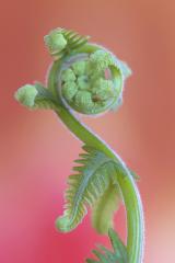 Proud unfurling - Maureen Rogers