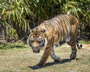 Prowling Tiger - Nigel Streatfield