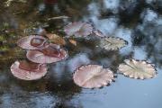 Patterns of the Pond - Jan Glover