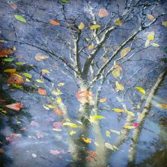 Puddle - Reflected - 100cm x 100cm - Michael Haylen