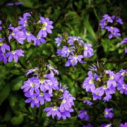 Purple Bloom - Margaret Frankish