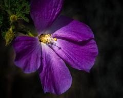 Purple Prose - Erith French