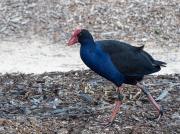 Purple Swamphen - Judy Watman