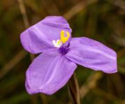 Purple flower - Guy Machan