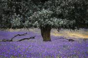 Purple garden J Glover - ... ...