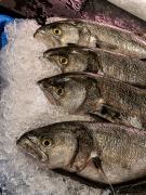 Quads ? - Steve Mullarkey