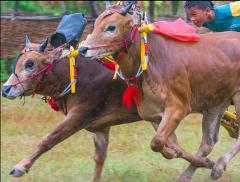 Race-of-the-Bulls - Carol Makeham