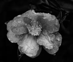 Rain-kissed - Fran Brew