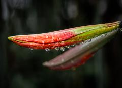 Raindrop Reflections - Steve Mullarkey