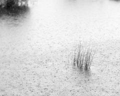 Raindrops-keep-falliing.... - Janice Gursanscky