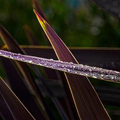 Raindrops - Steve Mullarkey