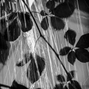 Rainy - ... ...