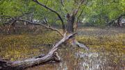 Rainy day in the Mangroves - Janice Gursanscky