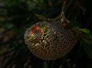 Red-tipped Banksia - Fran Brew