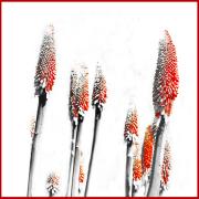 Red - ... ...