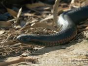 Red Bellied Black C Barlow-gigapixel-hq-scale-2 00x - ... ...