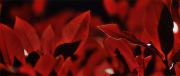 Red Leaf Fernbrook-gigapixel-hq-scale-2 00x - ... ...