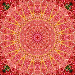 Red Mandala - Jan Glover